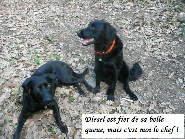 Diesel et funky27