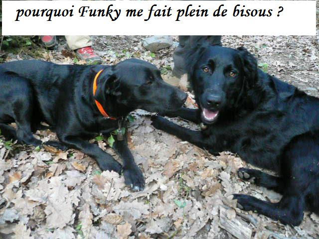 Diesel et funky28