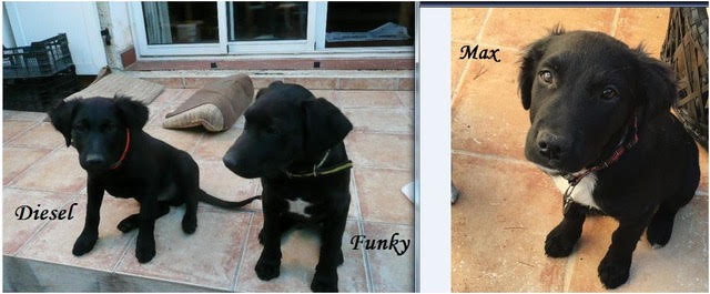 Diesel et funky29