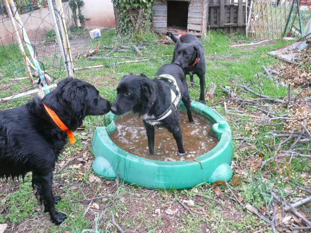 Diesel et funky31