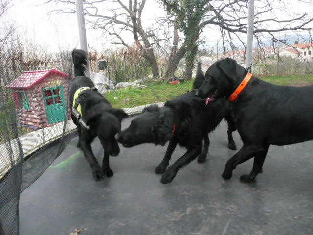 Diesel et funky32