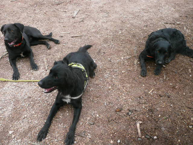Diesel et funky34