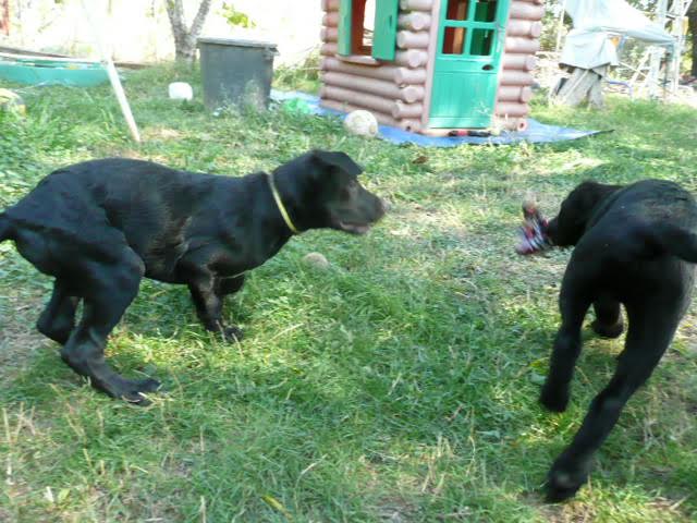 Diesel et funky4