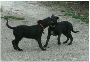 Diesel et funky8