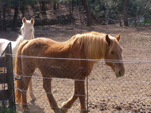 Eclipse jument palomino