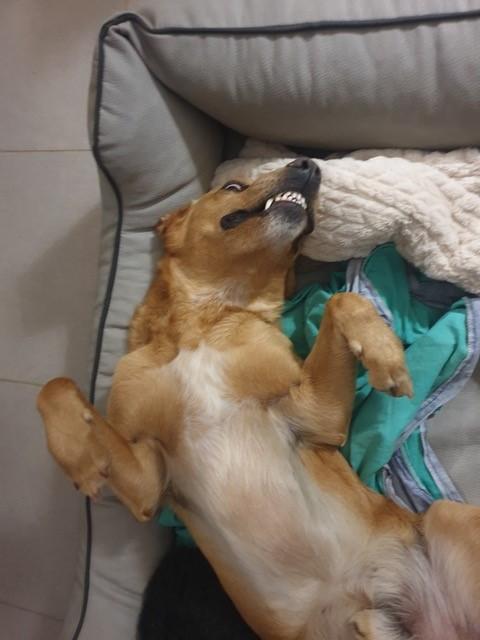 Eddie 2
