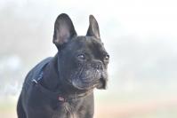 Elvis t3