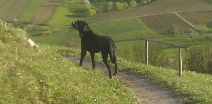 Fido7