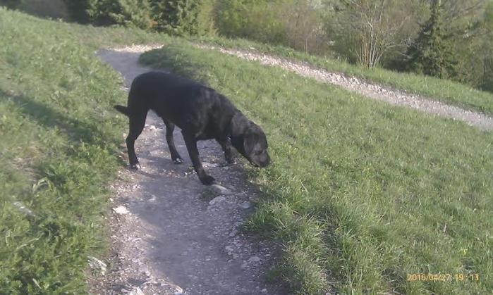 Fido8