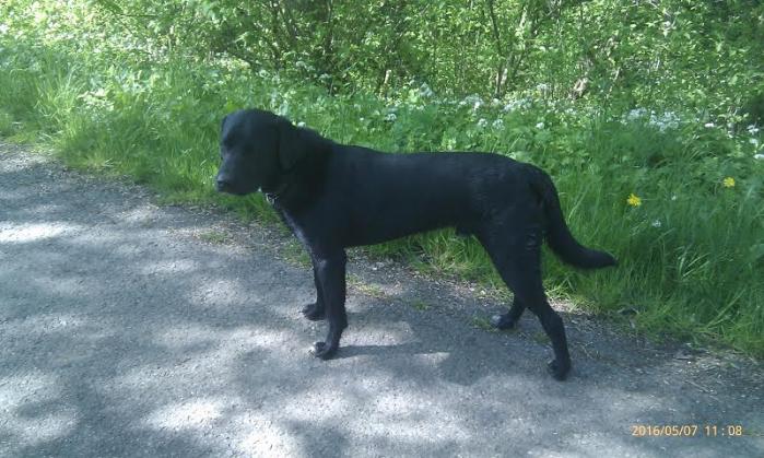 Fido9