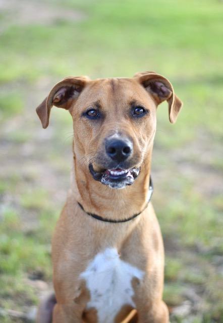 Flocky t2