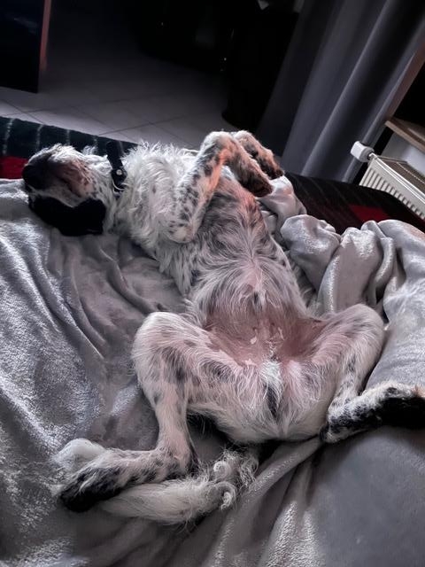 Franky 4
