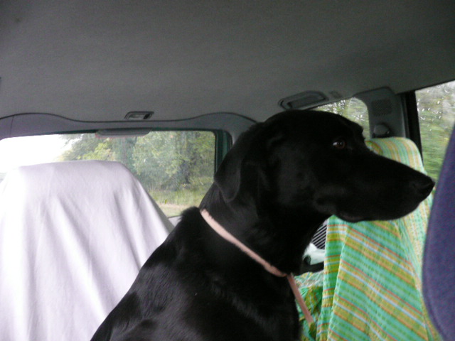 Funky en voiture