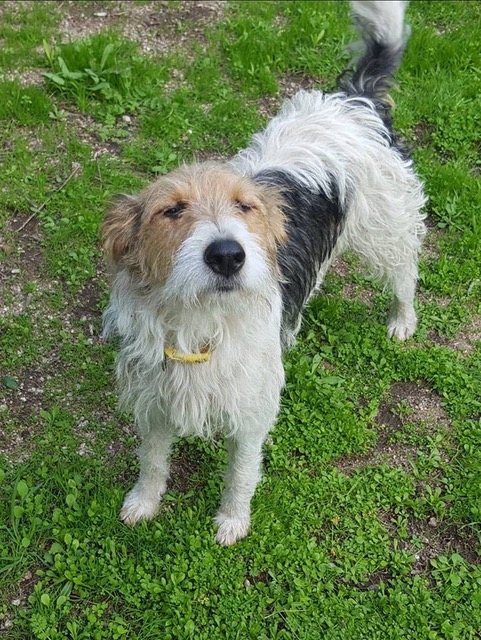 FUNZY (ex Funzie)  femelle croisée fox terrier - d'asso SOS Décharge, Corse du sud - Refuge Sans Collier Provence à Gareoult (83) Funzy