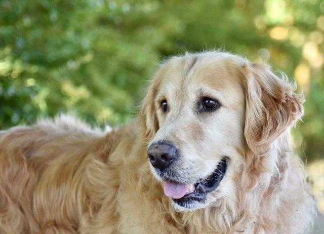 GAROU - golden retriever 10 ans - Sans Colliet Provence à Gareoult (83) Garou-t-t2