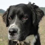 Gaston
