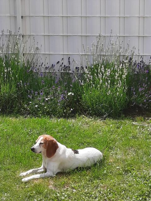 Ginger 6