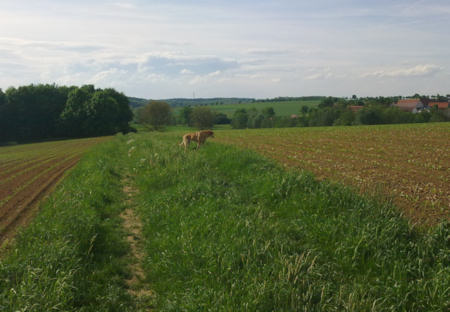 Grapine 3