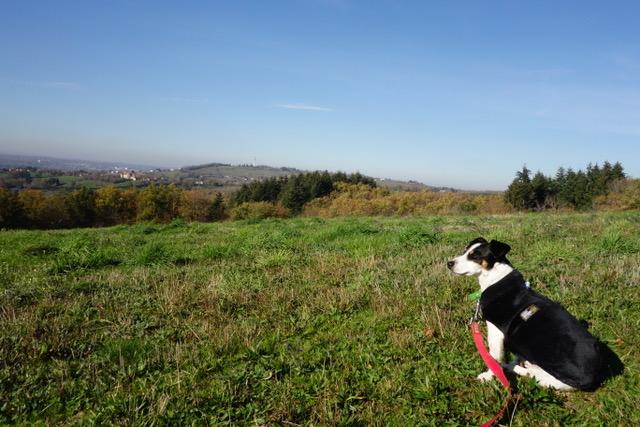 Griotte 7
