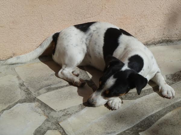 Griotte2