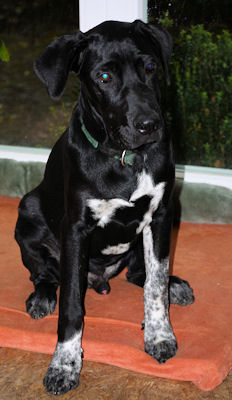 Henri 4