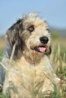 HOUDINI - griffon vendeen 8 ans - Sans Collier Provence à Gareoult (83) Houdini-t1