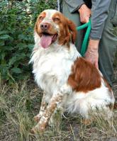 IAKO - epagneul breton 5 ans - de Salon transféré à Sans Collier Provence (83) Iako