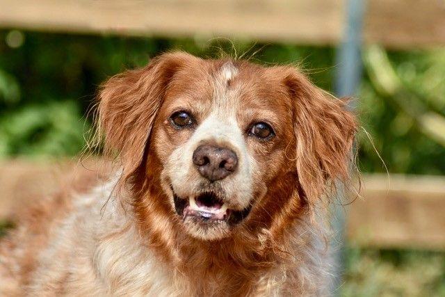 IGOR - epagneul breton 6 ans - Sans Collier Provence à Gareoult (83) Igor-t1