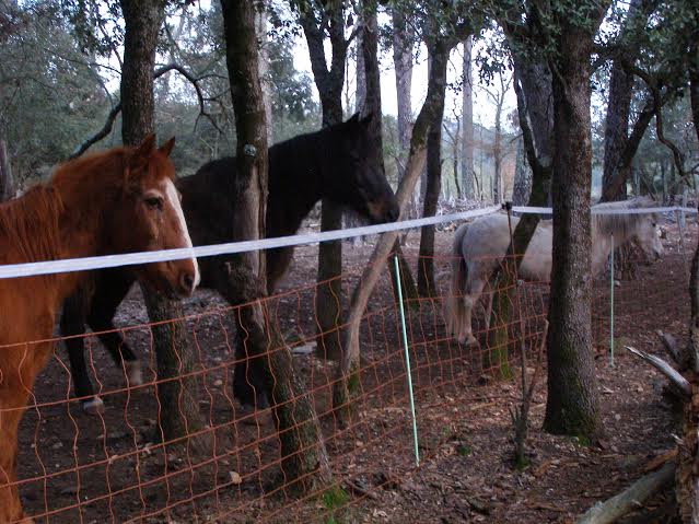 Indiana starter et hippoline