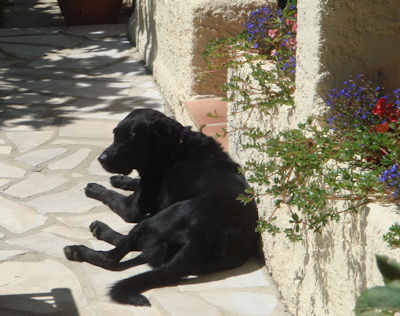 Jasmine 1