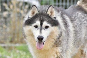 Kira t1