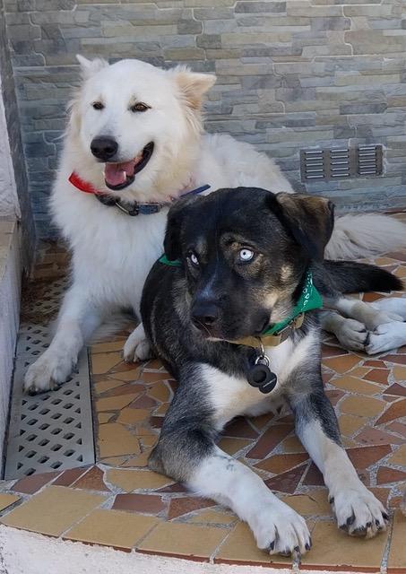 Koda 6
