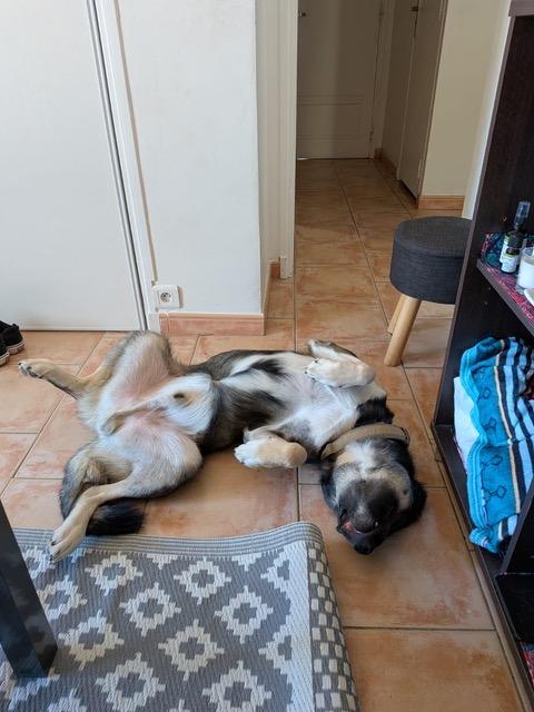 Koda 7