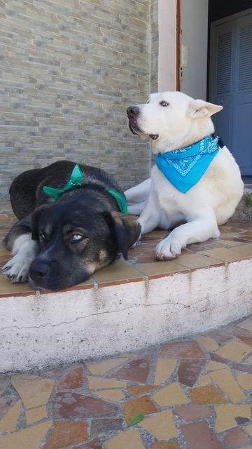 Koda 8