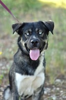 Koda t2