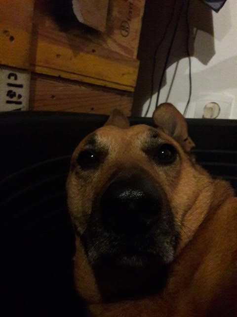 Laya7