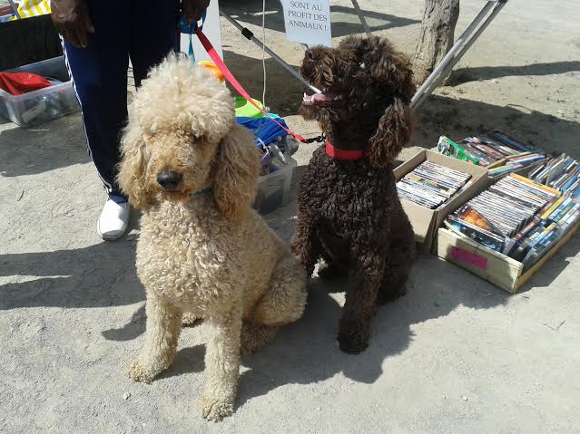 Lenny et manathan puces