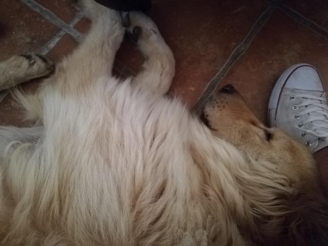 Lobo 3