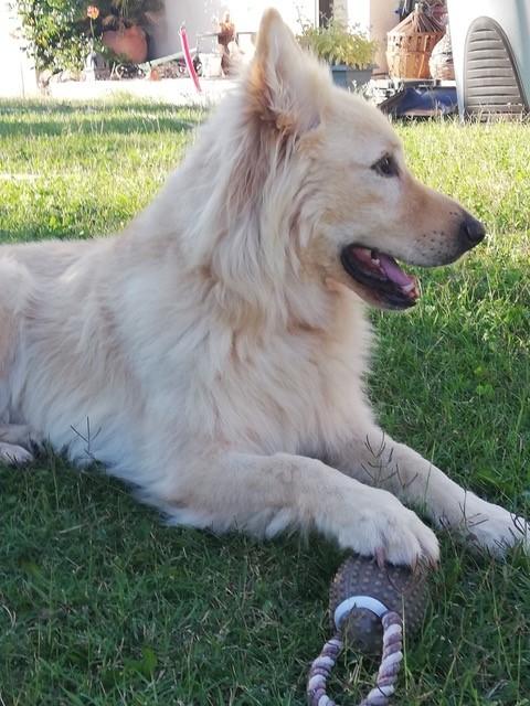 Lobo 4