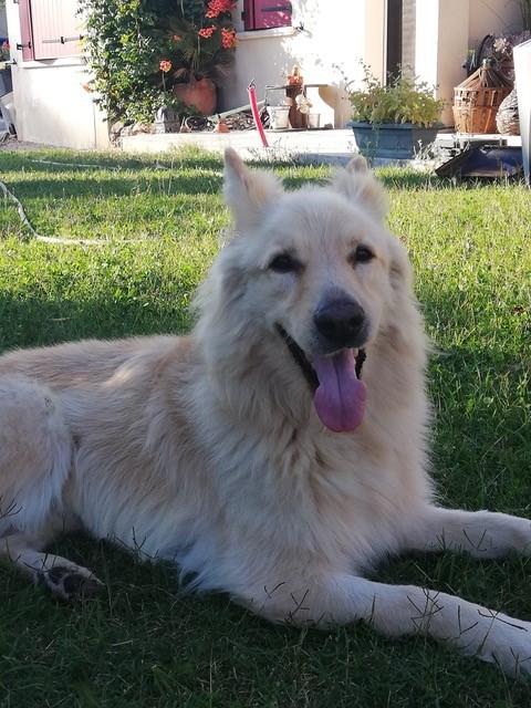 Lobo 5