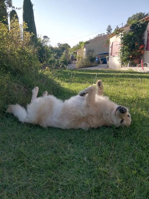 Lobo 6