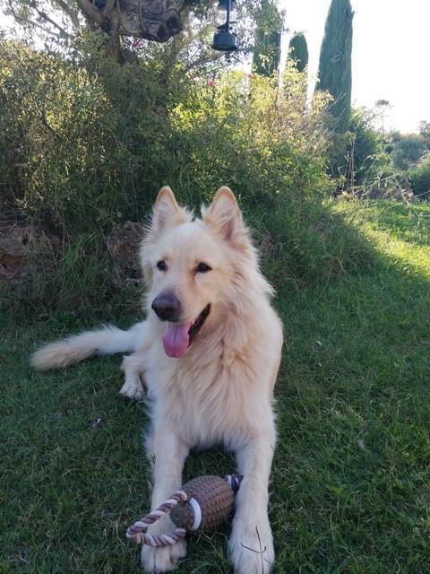 Lobo 7