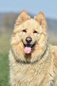 LOBO - Berger suisse/Golden Retriever 6 ans - Sans Collier Provence à Gareoult (83) Lobo-t1