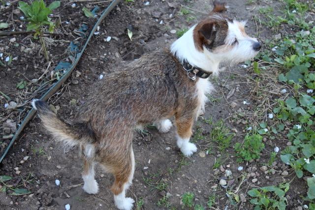 Lola 1