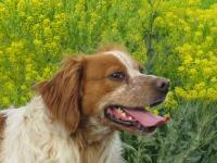 LOOPING - epagneul breton ? 4 ans - Sans Collier Provence ç Gareoult (83) Looping-tete