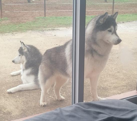 Louky et kira 6