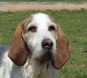 Nos Chiens à Ladoption
