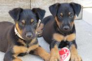 Madison et murphy1