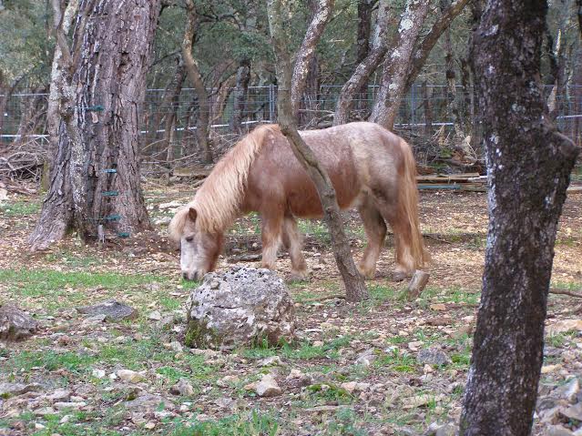 Malaga shetland