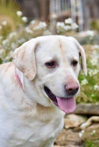 MAXx du Nid des flibustiers - labrador 7 ans - Sans CollierProvence à Gareoult (83) Max-t